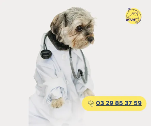 Près Buzancy, vos animaux sont entre de bonnes mains avec M'VET, vétérinaire de proximité, Stenay, M'VET