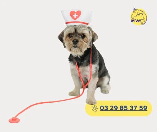Cabinet vétérinaire M'VET : proche de Dun-sur-Meuse, pour la santé de tous vos animaux, Stenay, M'VET