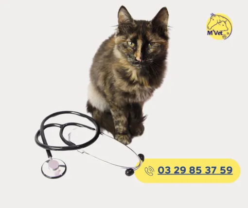 Soins vétérinaires pour chiens et chats à Stenay, Stenay, M'VET