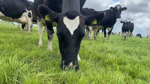 M'Vet : vétérinaires pour les animaux de production à Stenay, Stenay, M'VET