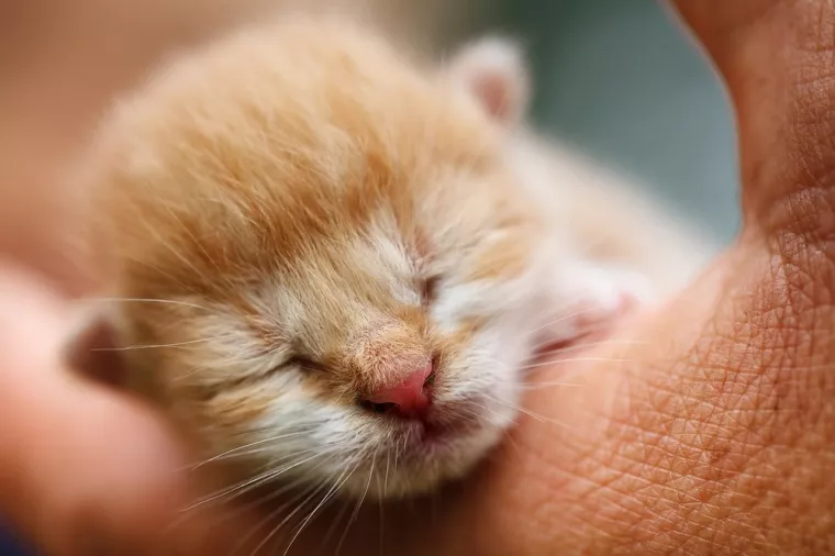 Consultation de médecine préventive pour chaton, Stenay, M'VET