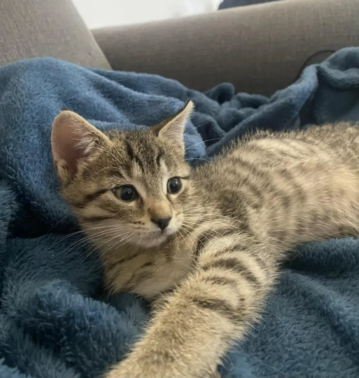 L'arrivé d'un chaton dans la famille 