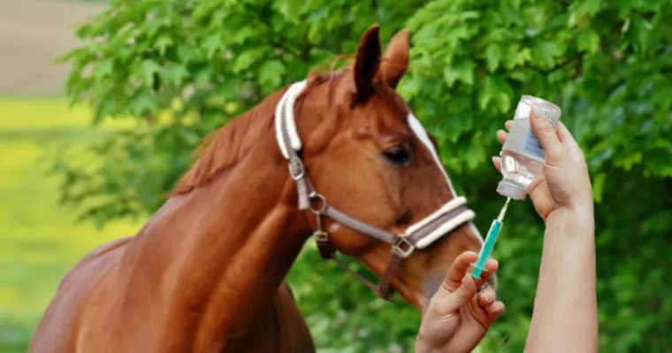 À quelle fréquence faire les rappels de vaccin pour chevaux ?