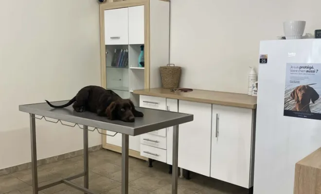 Vétérinaire, Stenay, M'VET