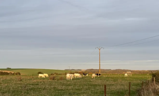 Vétérinaires pour les animaux de production, Stenay, M'VET