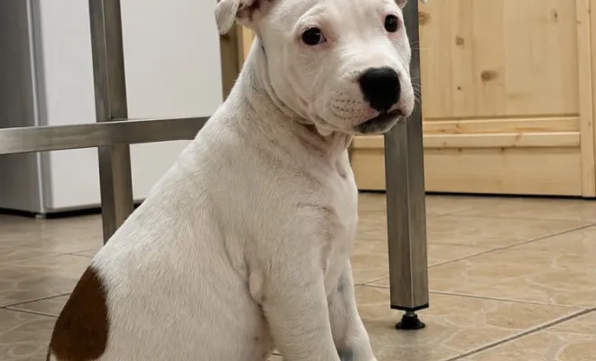 🐾🩺 Une adorable portée de chiots au cabinet ! 🐶💕, Stenay, M'VET