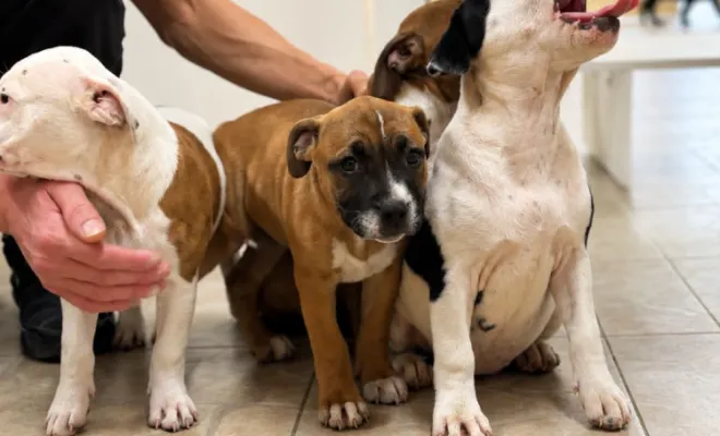 🐾🩺 Une adorable portée de chiots au cabinet ! 🐶💕, Stenay, M'VET