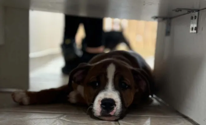 🐾🩺 Une adorable portée de chiots au cabinet ! 🐶💕, Stenay, M'VET